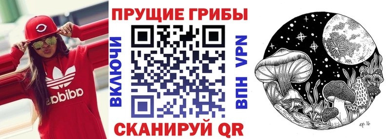 Купить  Вихоревка  Псилоцибиновые грибы мицелий 